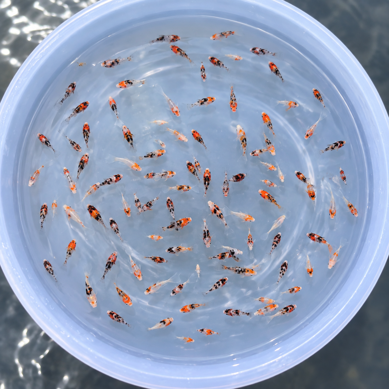 Hasil breeding ikan Molly INDONESIA MOLLY